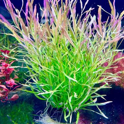 水草鱼缸专用造景巴西百叶坨草水培植物和鱼共养净化水质制氧绿菊
