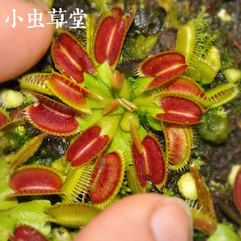 大嘴捕蝇草小虫草堂食虫植物盆栽仿真绿植