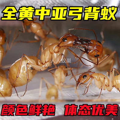 全黄土耳其弓背蚁优美稀有蚂蚁