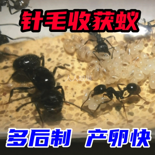 针毛收获蚁爱干净吃种子蚂蚁原生收获蚁大头蚁收获蚁工匠收获蚁
