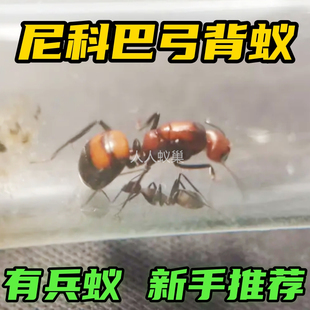 尼科巴弓背蚁新后新手蚂蚁3D打印蚁巢石膏蚁巢试管巢弓背蚁收获蚁
