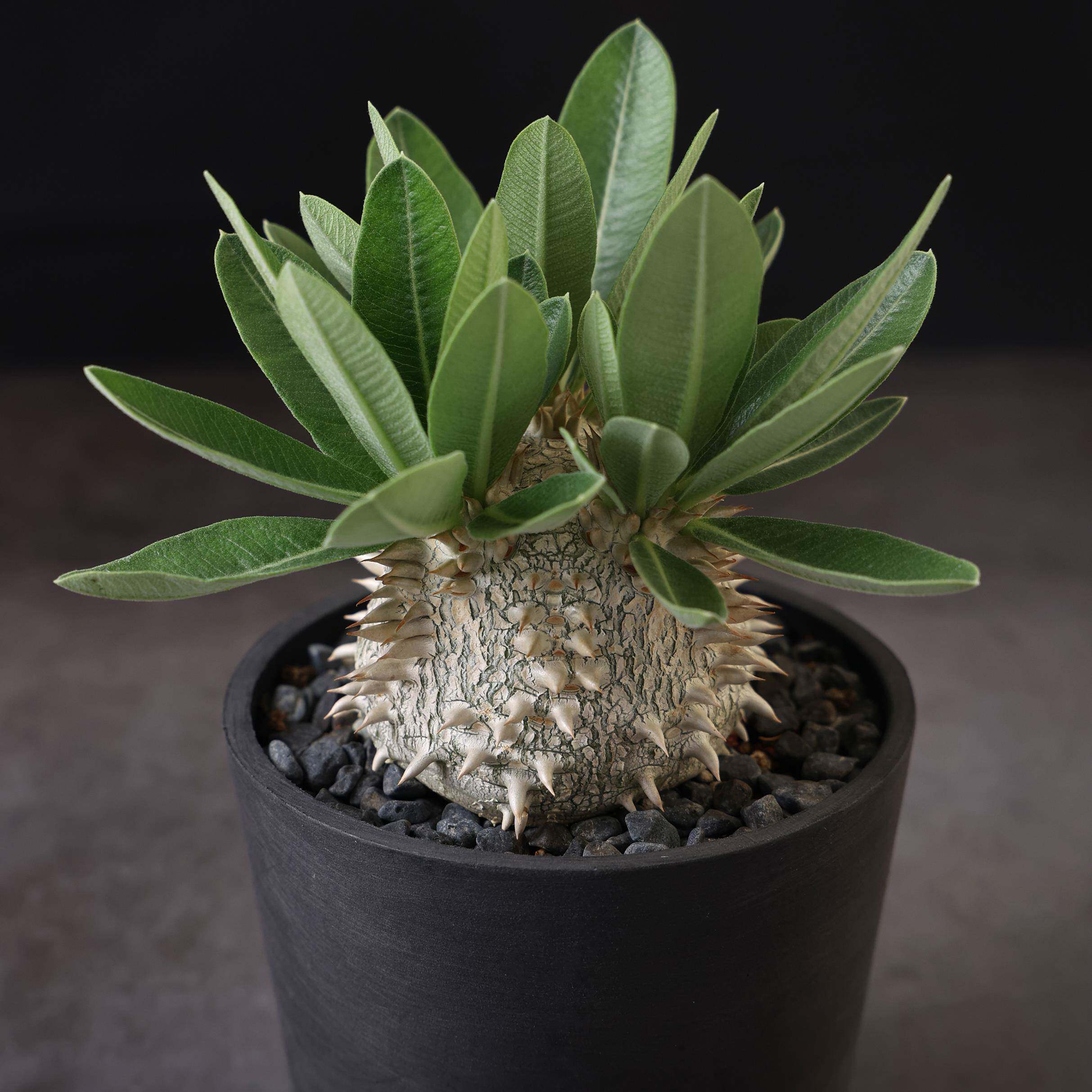 【朴原】象牙玉 pachypodium eburneum 盆栽绿植阳台景观块根多肉