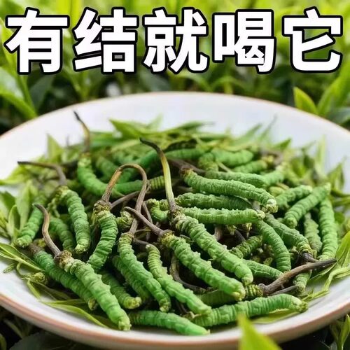 【无论结节多大】结节片蒲公英全身结节草化淤疏通淤堵调理各结节