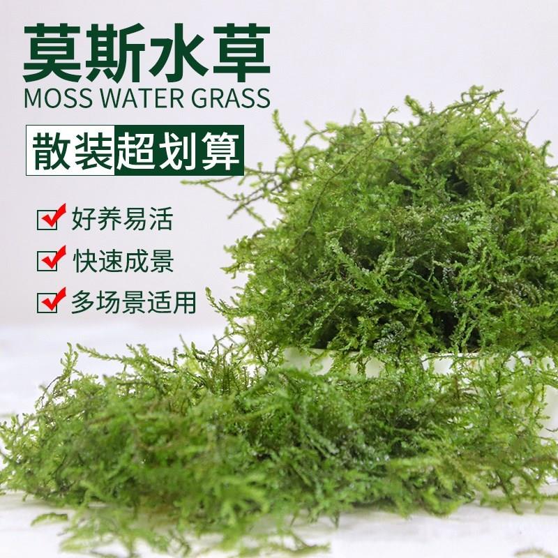 速发木水莫斯划算阴性装草沉散造景草缸三角怪蕨垂泪新手入门莫丝