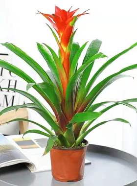 大红色心盆栽鸿运当头绿植花卉凤梨凤梨花室内客厅盆景花苗净化空