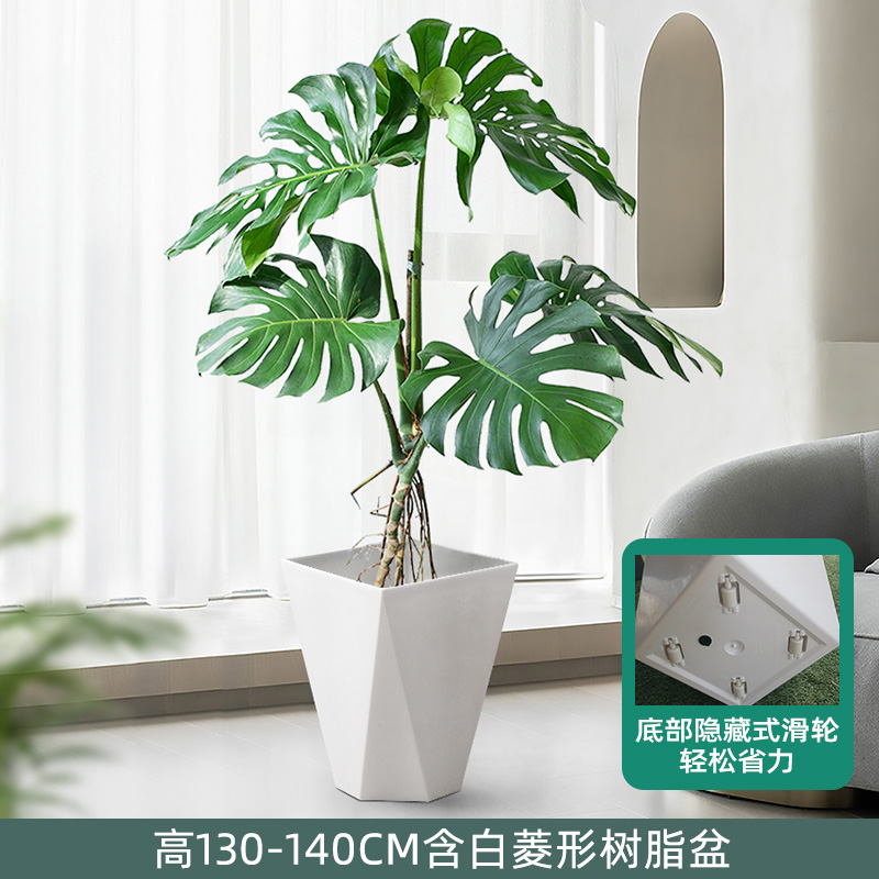 龟背芋盆栽北欧网红盆景大叶植物除甲醛真龟背叶办公客厅室内绿植