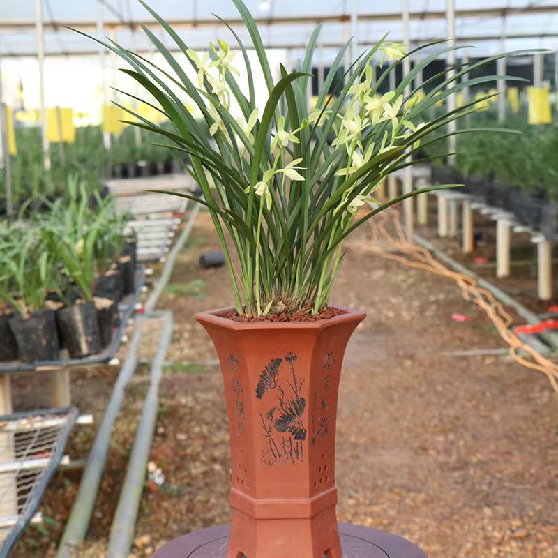 兰花建兰铁骨素心带花苞耐寒四季兰开花浓香室内阳台绿植花卉盆栽