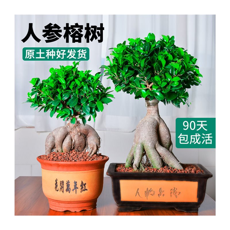 榕树盆景人参榕金钱榕小叶老桩特大S型趣味绿植室内庭院造型盆栽