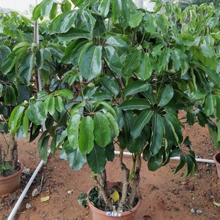 12.3米昆士兰大叶伞一物一拍网红室内外大型绿植盆栽净化空气