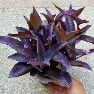 紫罗兰花卉盆栽紫露草紫竹梅盆栽紫色吊兰紫叶吊竹梅盆栽喜光好养