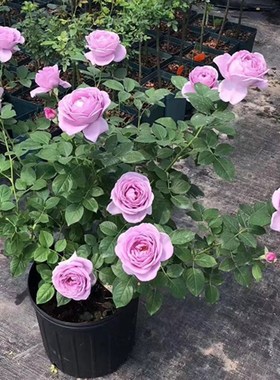 蓝色风暴花苗带花苞四季浓香玫瑰蔷薇大花易栽种好活欧月阳台庭院