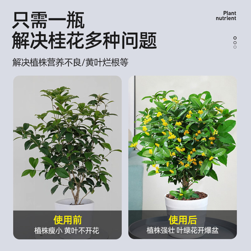 极速桂花树肥料专用肥开花营养液养料黄叶干尖枯叶病花大花卉绿植