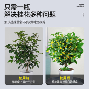 极速桂花树肥料专用肥开花营养液养料黄叶干尖枯叶病花大花卉绿植