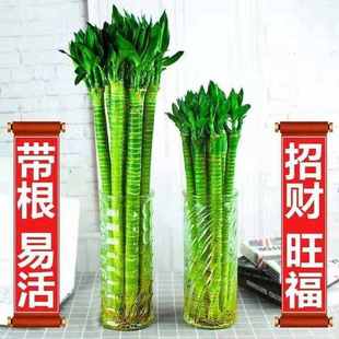 龙竹特粗富贵竹植物水养四季招财带根家用有根的水竹水中绿竹水培