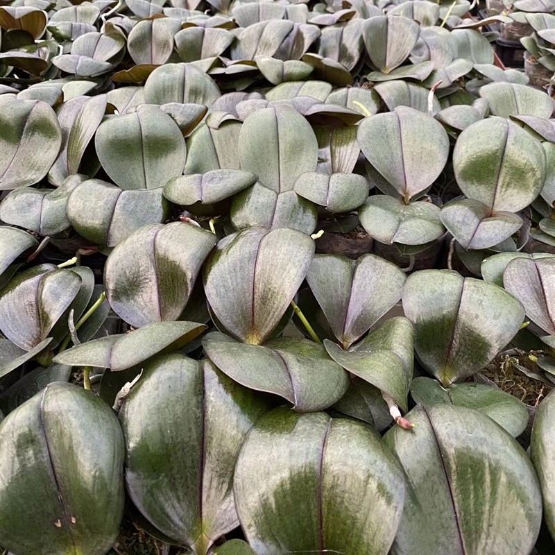 原生种蝴蝶兰龚氏S02带香味花苞花剑室内阳台花卉蜡质花瓣续花型