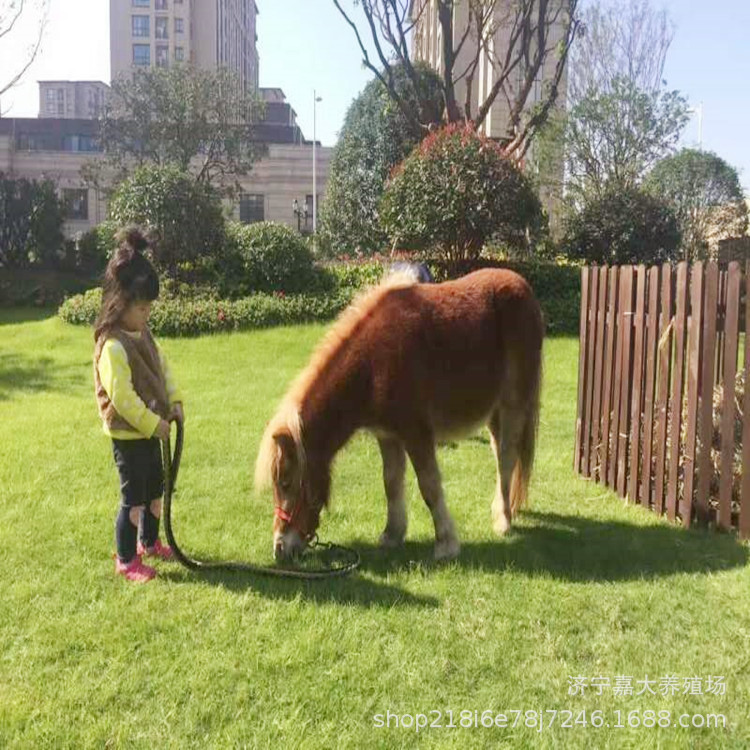 德保矮马的价格 哪里有卖设特兰矮马的 儿童骑乘矮脚马展览宠物马