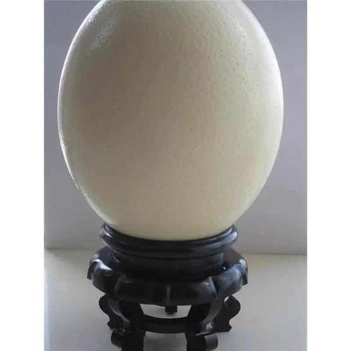 鸵鸟蛋壳底座鸸鹋蛋驼鸟蛋底座支架托蛋雕工艺品专用水晶球底【
