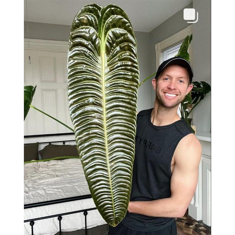 极密火鹤王火鹤后海芋绿植Anthuriumveitchii花烛观叶热植盆栽