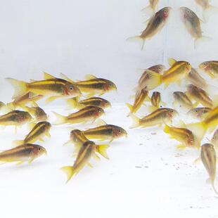 金线金鼠委内瑞拉青鼠异型鼠鱼南美生态鱼热带鱼鱼人工鱼清洁水族