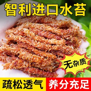 速发毛毛虫用兰干水苔蝴蝶苔专用智利苔藓乌龟造景土兰花专水植料