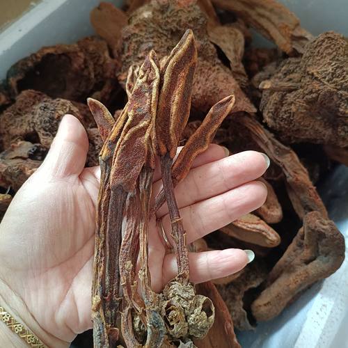 回春草正宗滇西土特产深山回春草不老草顶天柱泡酒男滋阴