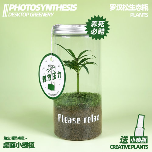 罗汉松生态瓶桌面绿植