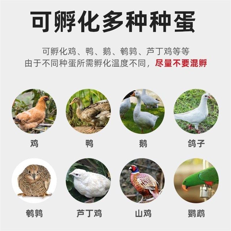 简易孵化器水床加热板带温控器电热板配件养殖保温片受精种蛋水箱,机械设备,孵化器/孵化设备,淘宝优惠券,粉丝福利购,淘宝优惠卷