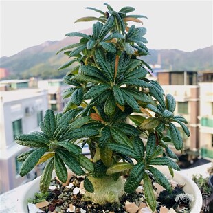 【朴原】巨琉桑 Dorstenia gigas  非洲珍奇潮S流块根多肉盆栽绿