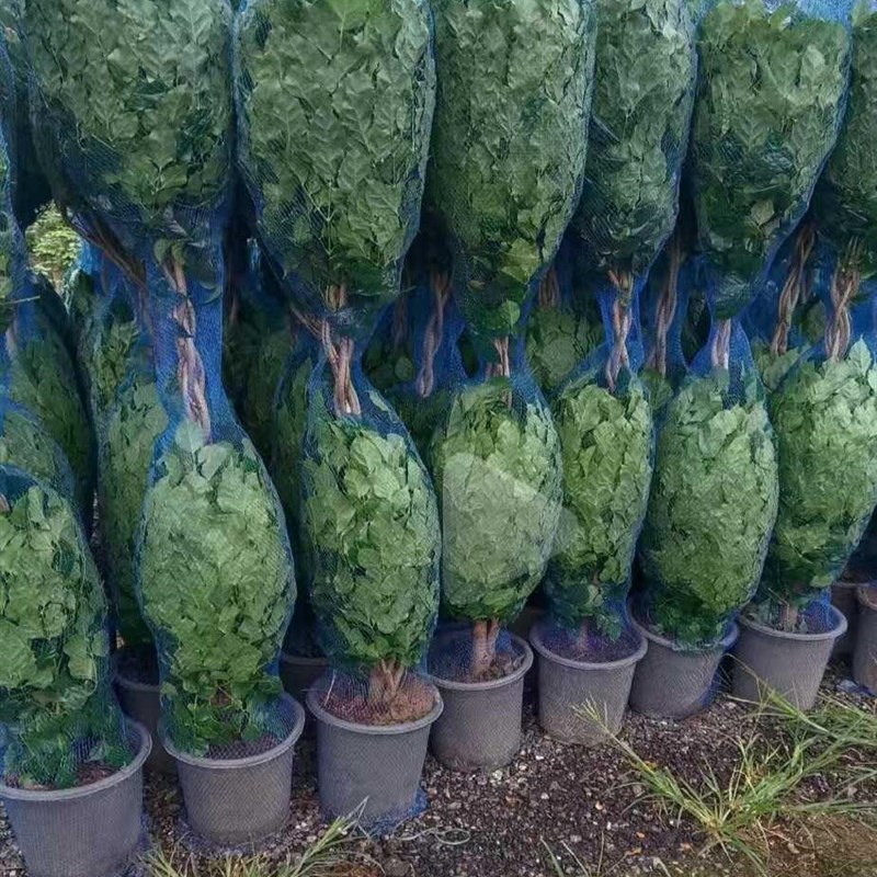 绿植花盆专用弹力网塑料陶瓷套网防漏网J植物防破损网罩防虫网