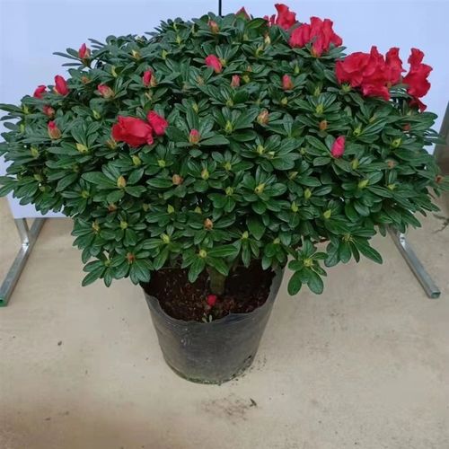 杜鹃花盆栽四季开花带花苞过年花卉室内植物花好养T活阳台鲜花绿