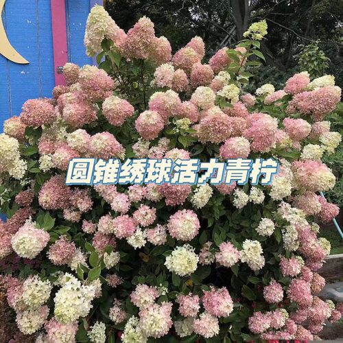 绣球活力青柠u绣球圆锥地栽盆栽
