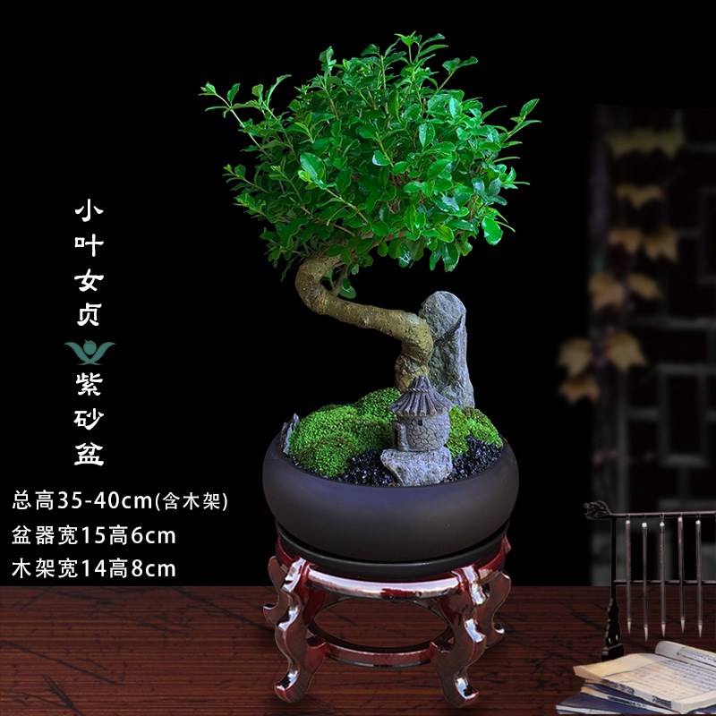 小叶女贞造型盆景室内绿植客厅庭院桌面观叶盆栽四V季好养阳台植