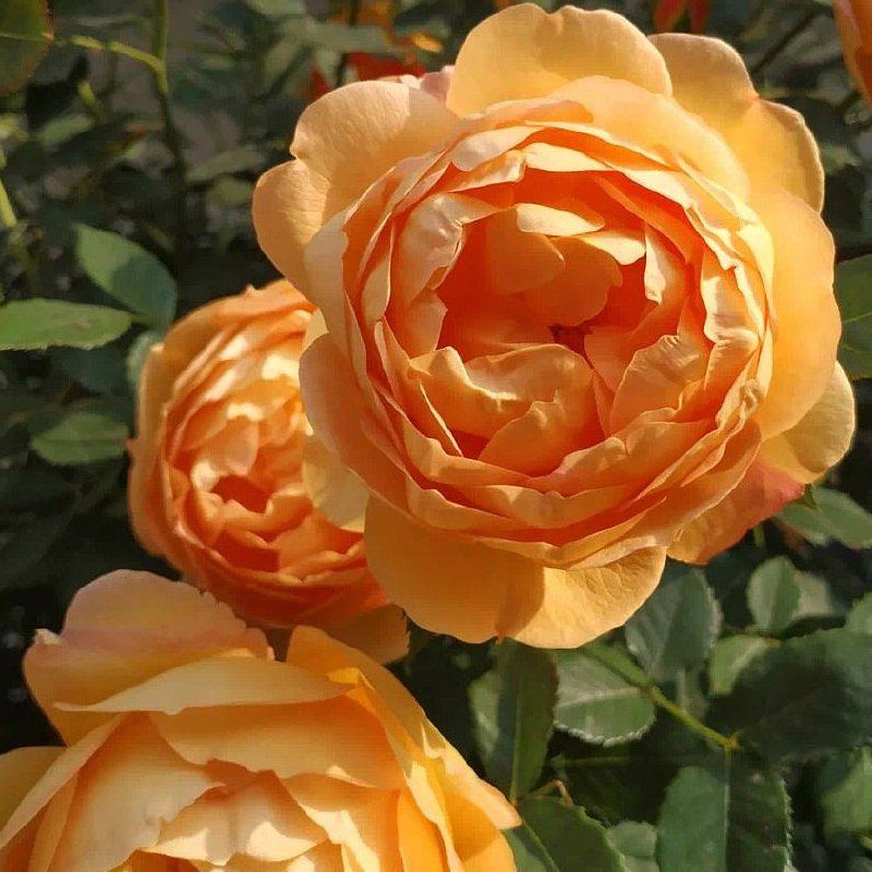 地栽母系大苗藤本  爬藤月季大苗黄色浓香夏洛特S夫人月季四季开,鲜花速递/花卉仿真/绿植园艺,月季/蔷薇/玫瑰,淘宝优惠券,粉丝福利购,淘宝优惠卷