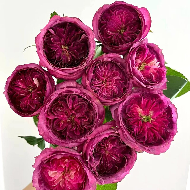 法国浓香蓝莓蛋糕玫瑰月季花苗四季开花I紫色花卉庭院阳台盆栽切