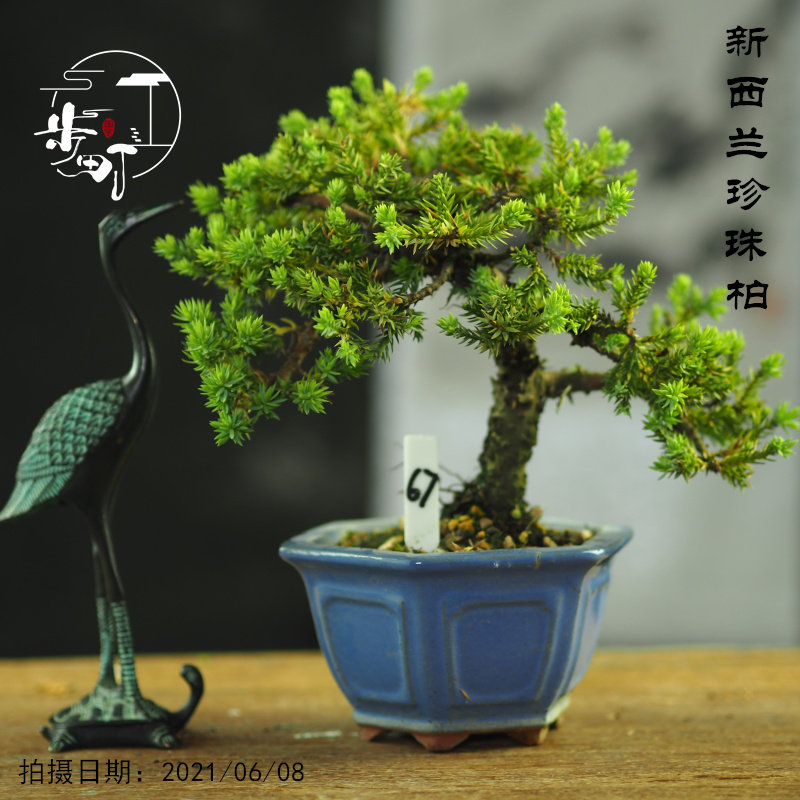 正宗新西兰珍珠柏盆栽矮霸老x桩阳台微型盆景室内好养稀有一物一