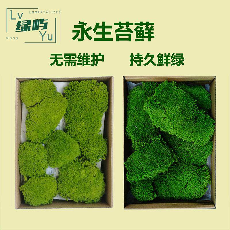 永生苔藓植物墙狭叶白发藓块植被藓干花草坪大羽藓大灰藓永生青苔
