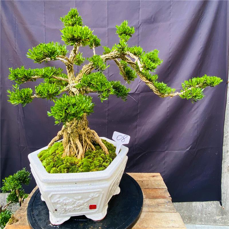 新疆包邮名贵黄杨造型盆景提根，悬崖款小叶雀舌黄杨绿植四季常青