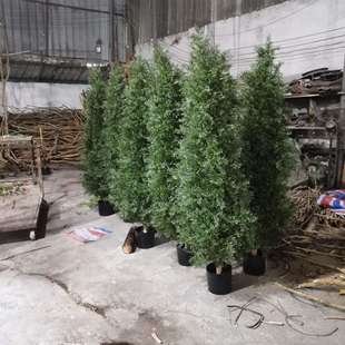 柏树 仿真 柏树枝苗杉树松柏树叶子假刺柏侧柏龙塔柏装饰塑料盆栽