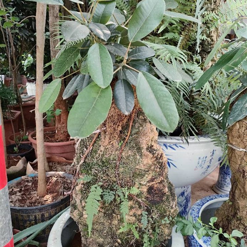 吸水石云南盆景室内易养活绿y植榕树四季常绿净化空气高山榕观赏