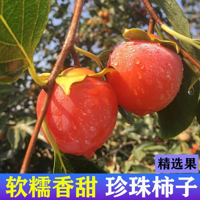 现摘火罐火晶柿子大果当季新鲜流心小柿子时令吊红甜蜜柿整箱包邮