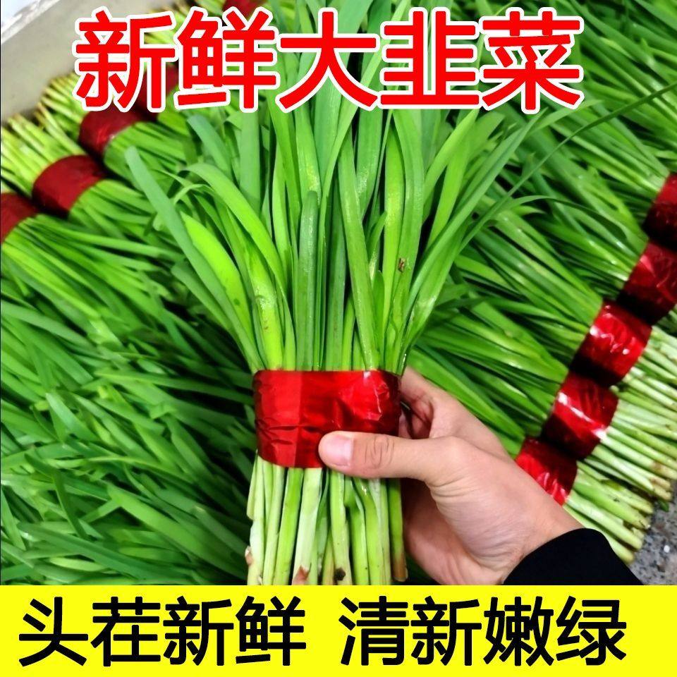韭菜鲜嫩农家种现割现发新鲜时令蔬菜叶菜类青菜头茬露天三鲜