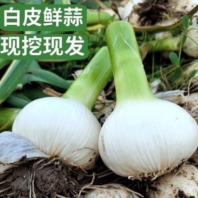 现挖鲜蒜白皮鲜蒜大蒜头