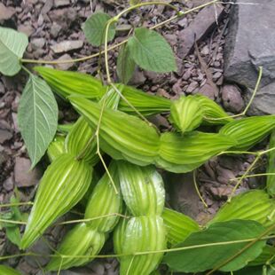 新鲜当季情人果鱼泡果网红果子凉拌翅果野苦瓜食用小苦瓜情人果