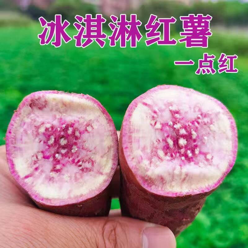 正宗广州南沙一点红番薯现挖冰淇淋红薯板栗薯农家自种蜜薯m6