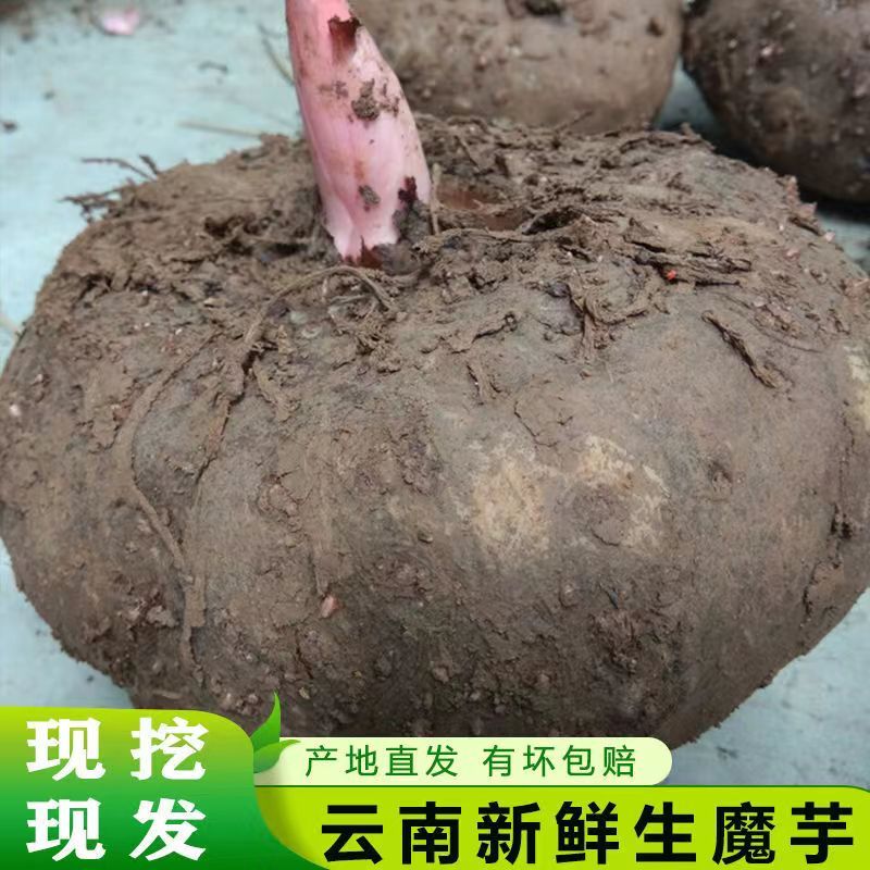 正宗云南花魔芋头魔芋新鲜生魔芋大魔芋磨芋豆腐原料农家自种现发