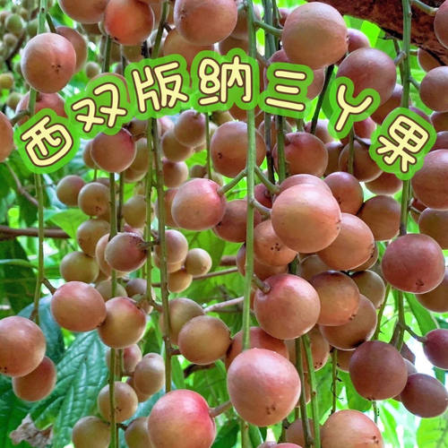 三斤包邮新鲜上市云南德宏特有野外果 三丫果 木奶果 麻塞果包邮
