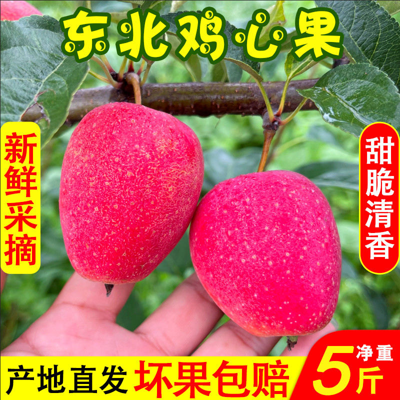 2025头茬东北鸡心果新鲜水果现摘脆甜冰糖心香妃海棠果鸡心果