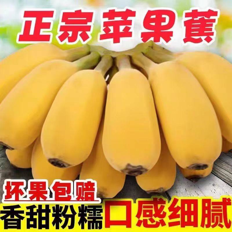 新鲜现摘正宗苹果蕉香蕉新鲜9斤包邮当季时令水果自然熟粉蕉米蕉,水产肉类/新鲜蔬果/熟食,香蕉,淘宝优惠券,粉丝福利购,淘宝优惠卷