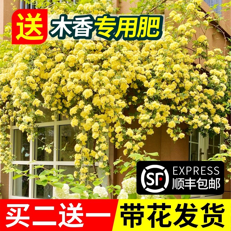速发黄木香花苗爬藤植物花卉重开红白木香树大苗季院四庭瓣花耐寒