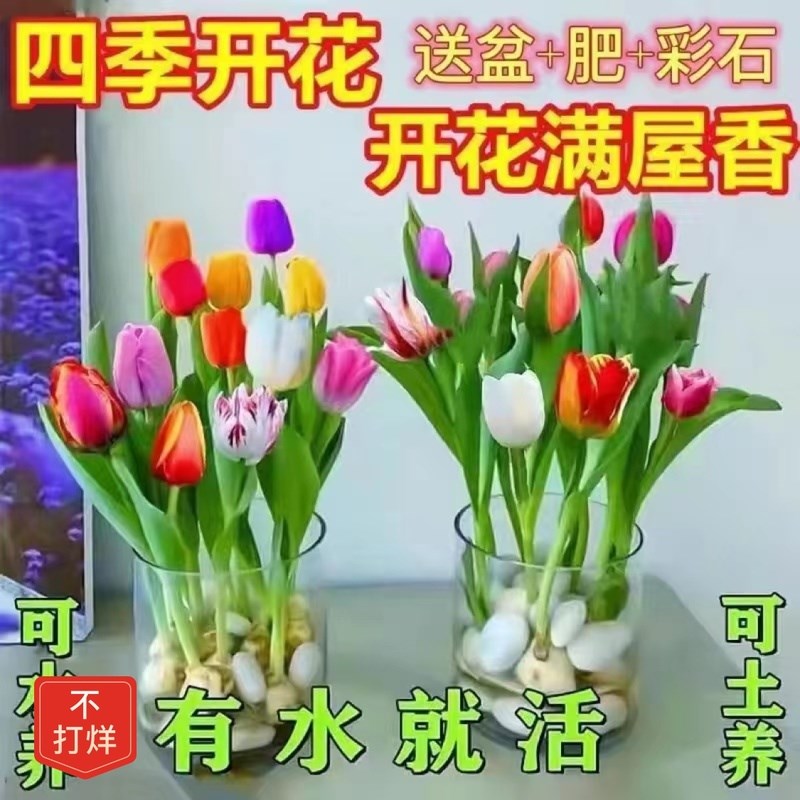 速发【4四小时发】】【耐寒好养货水培8季郁金香盆栽花卉植物客厅